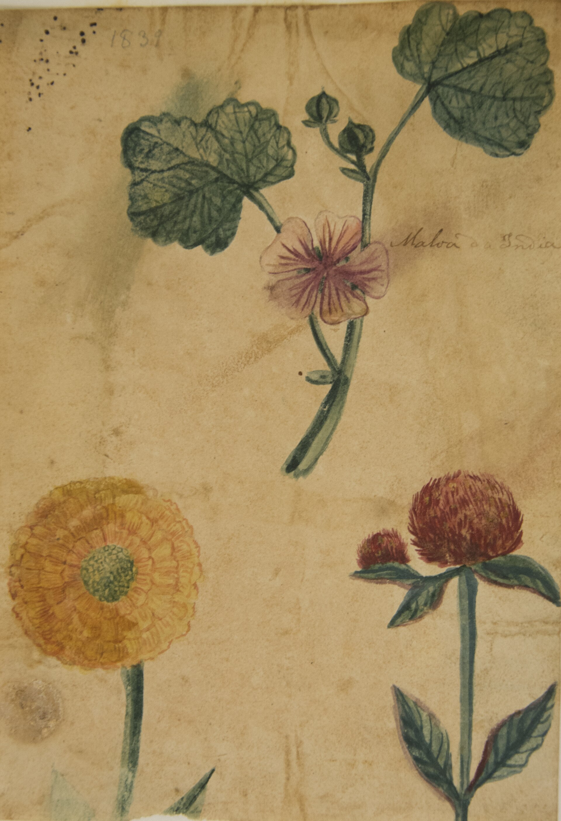 Imagem de referência de Malva da India - Álbum M A B A D - Prancha N.3, descrito nos dados abertos como pintura da coleção do Museu Paulista