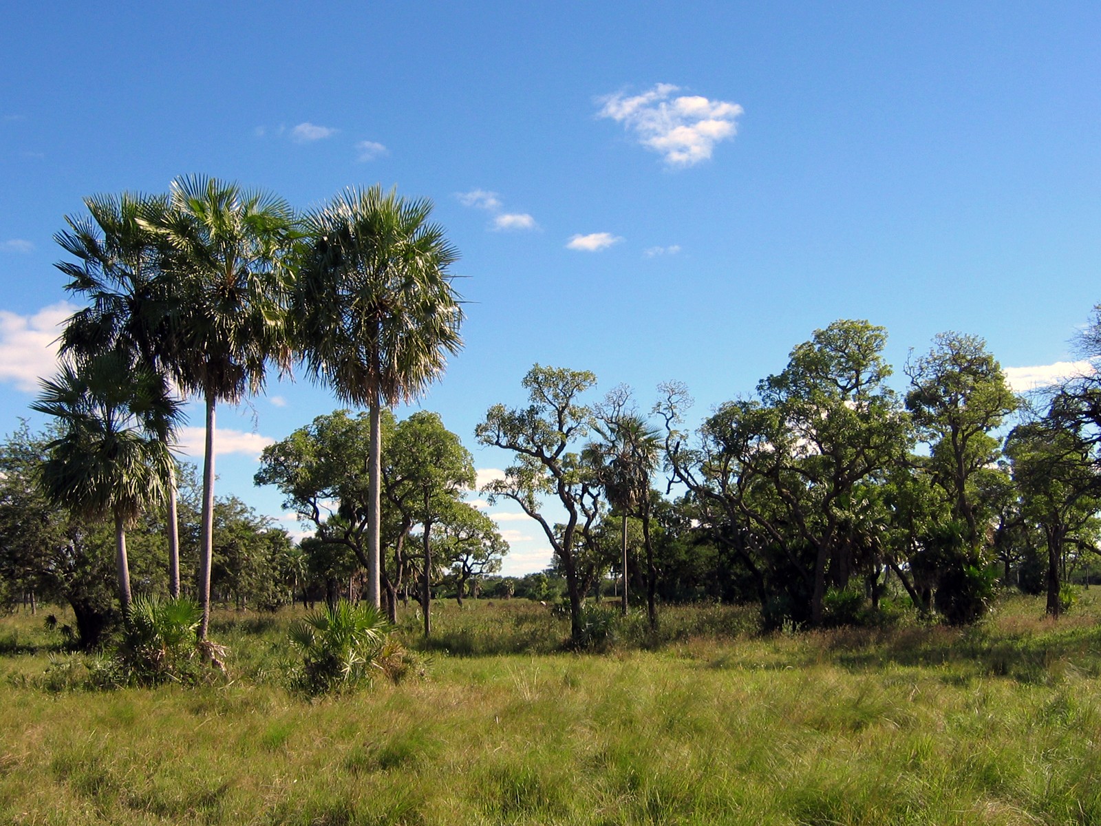 Imagem de referência de Chaco, descrito nos dados abertos como ecossistema do interior da América do Sul