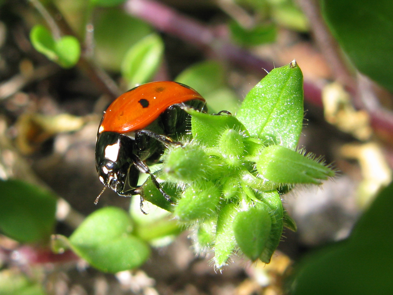 Imagem de referência relacionada a Navegador Ladybird, item descrito como registro de referência sobre Navegador Ladybird, organizado a partir de dados estruturados abertos
