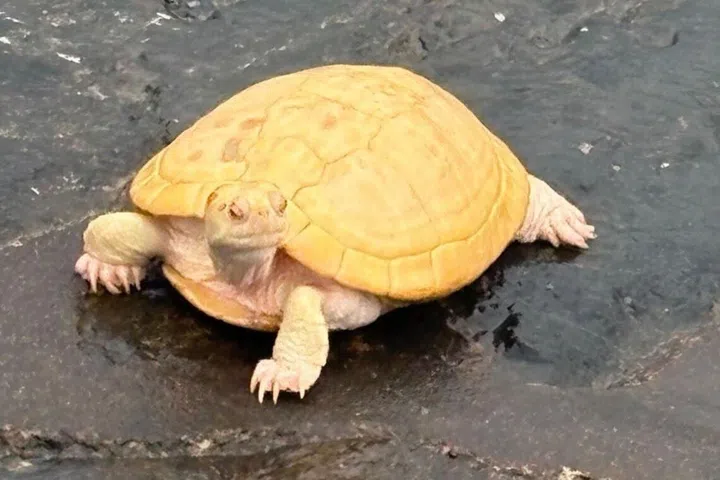 5 tartarugas-de-orelha-vermelha albinas resgatadas do West Coast Park